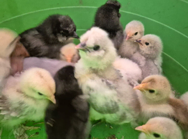 Mix of 2 week old pekin bantams