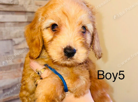 Adorable cavapoo puppies