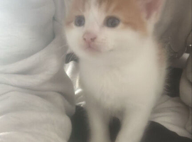 Kittens