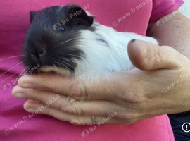 Guineapigs