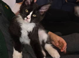 Maine Coon boy kitten