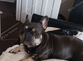 Female French bulldog