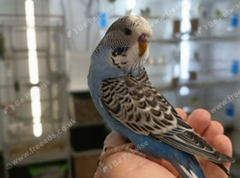 Young Baby Budgies now available for rehoming