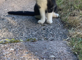 Kitten for rehome