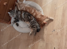Two young girls looking for forever home