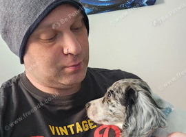 WORKING COCKER SPANIEL BITCH FOR SALE