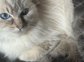 Rare lilac lynx tortie female 17 months female
