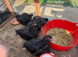 Black Orpington Cockerel