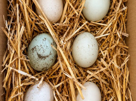 Indian Runner cross fertile eggs