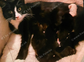 Cute kittens needing homes
