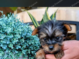 Miniture yorkshire terrier