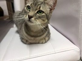 female kitten