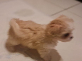 Havanese x Maltese