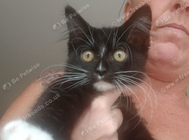 Black and white male