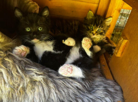 Beautiful fluffy kittens!