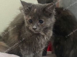 Blue tortie sepia ragdoll kittens females teady now