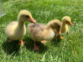 Embden Goslings
