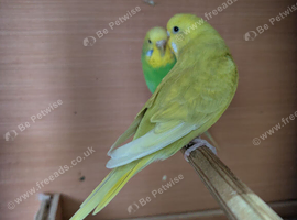 Pair of budgies