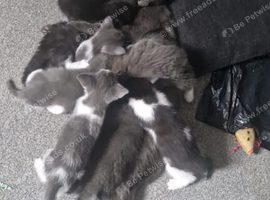 Kittens for sale