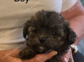 Poochi babies rare chihuahua x toy poodle puppies