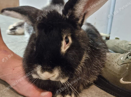 Female giant continental rabbit rabbit