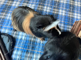 2 Male Guinea pigs 6mths complete C&C set up