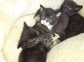 Russian blue tabby babies