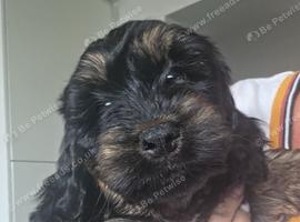 Stunning F1 Cockerpoo Girl Puppies Ready Now!
