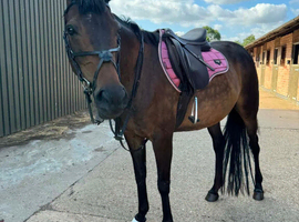 15.2h Irish sport horse 9 years old