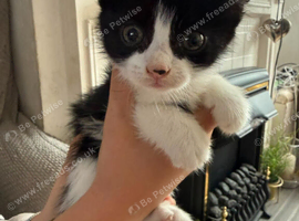 Beautiful kittens tabbys