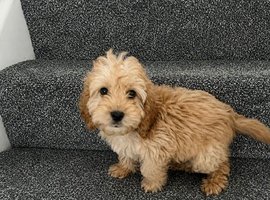 Cockpoo puppies