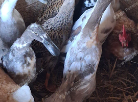 Indian runner ducks males and females