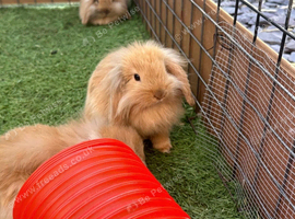 Mini Lion Lop