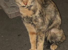 13 month spayed tortoiseshell cat