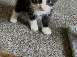 I have 2 kittens ready to leave now wanting there forever loving home