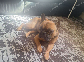 French bulldog
