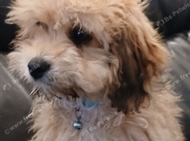 ​ Adorable Female Cavachon Puppy Ready for Her Forever Home!