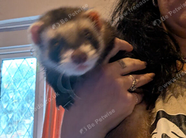 6 month old male ferret