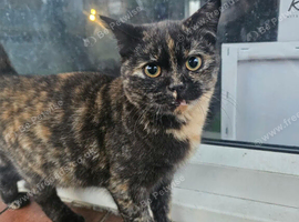 Female tortoiseshell british shorthair