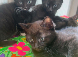 5 kittens for sale