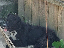 Patterdale x terrier