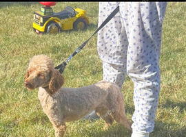 Pablo 2 yr old poodle dog