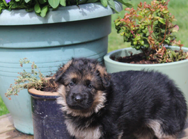Outstanding KC German Shepherd puppies