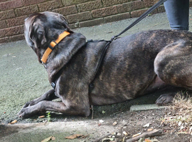 Staffy cross boy