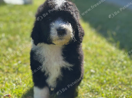Sheepadoodle puppy&rsquo;s