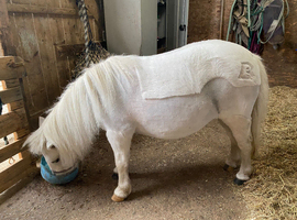 Mini Shetland-Blueberry