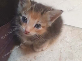 3 kittens ready for their forever homes