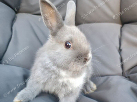 Netherland Dwarf Rabbits
