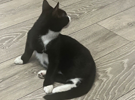 Kitten for sale
