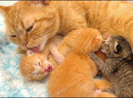 Kittens